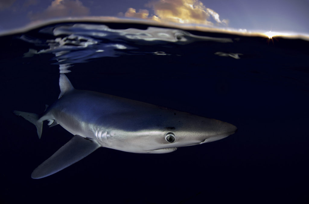 New study finds North Atlantic shark population in rapid decline - Sharkophile