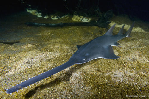 #1 Largetooth sawfish (Pristis pristis) (c) Simon Fraser University