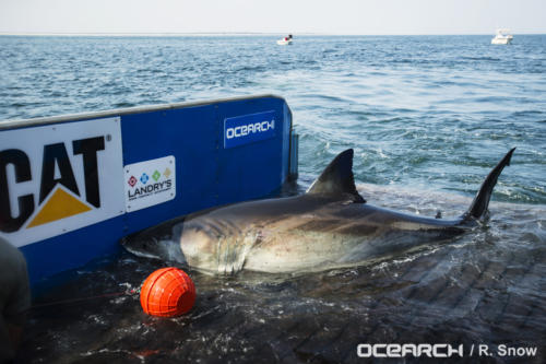 130820_OCEARCH_0136 (1)