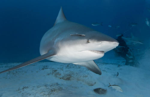 OCeana_bullshark