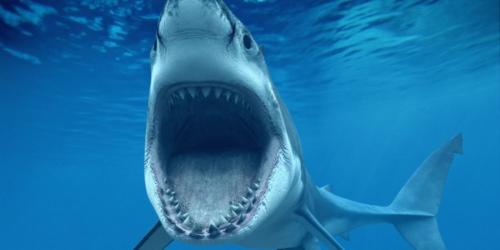 SHARK-WEEK-2014-facebook-750x375