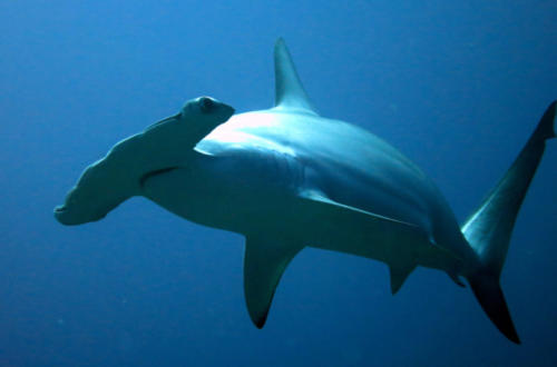 scalloped-hammerhead_Kevin-Lino-NOAA-NMFS-PIFSC-ESD_-Jarvis-Island-in-the-Pacific-768x507