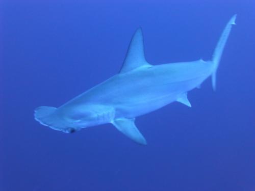 sharks-266014_960_720