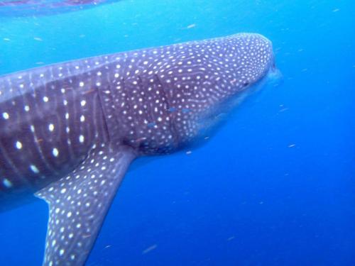 whale-shark-492644_1280