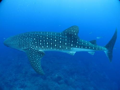 whale-shark-541836_960_720